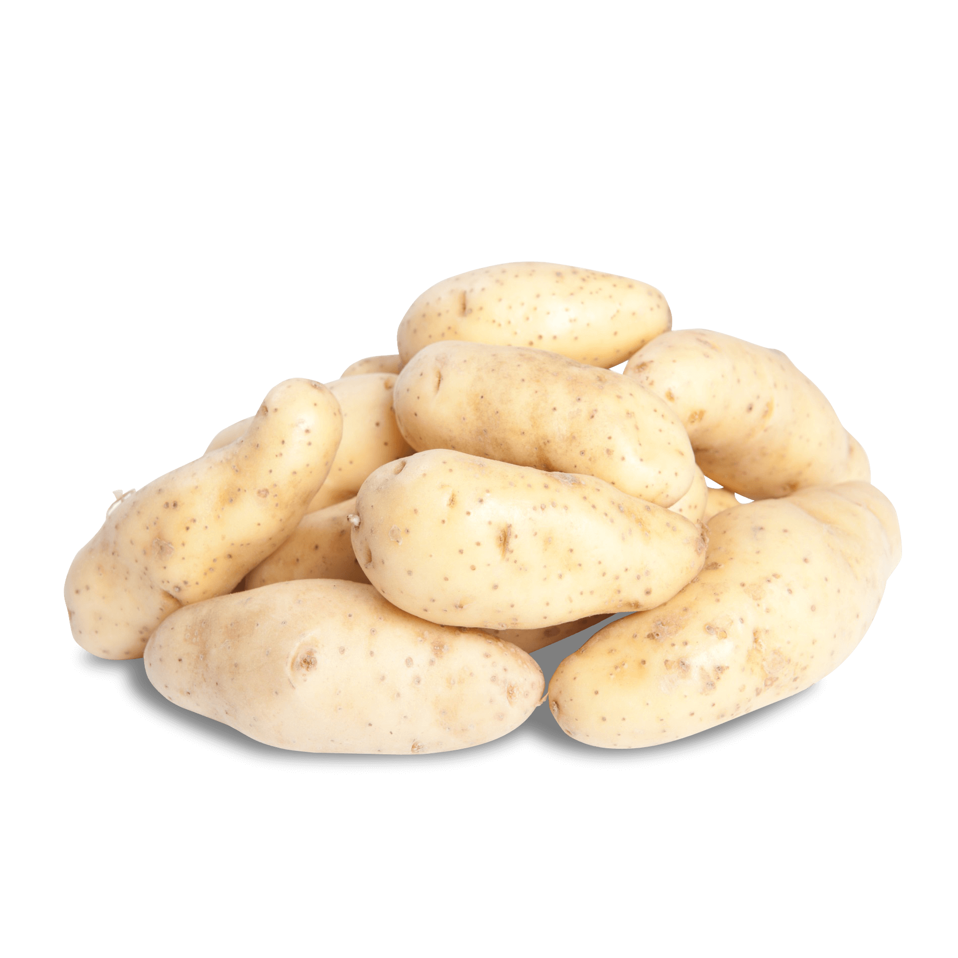 Kartoffel 'La Ratte' (festkochend)