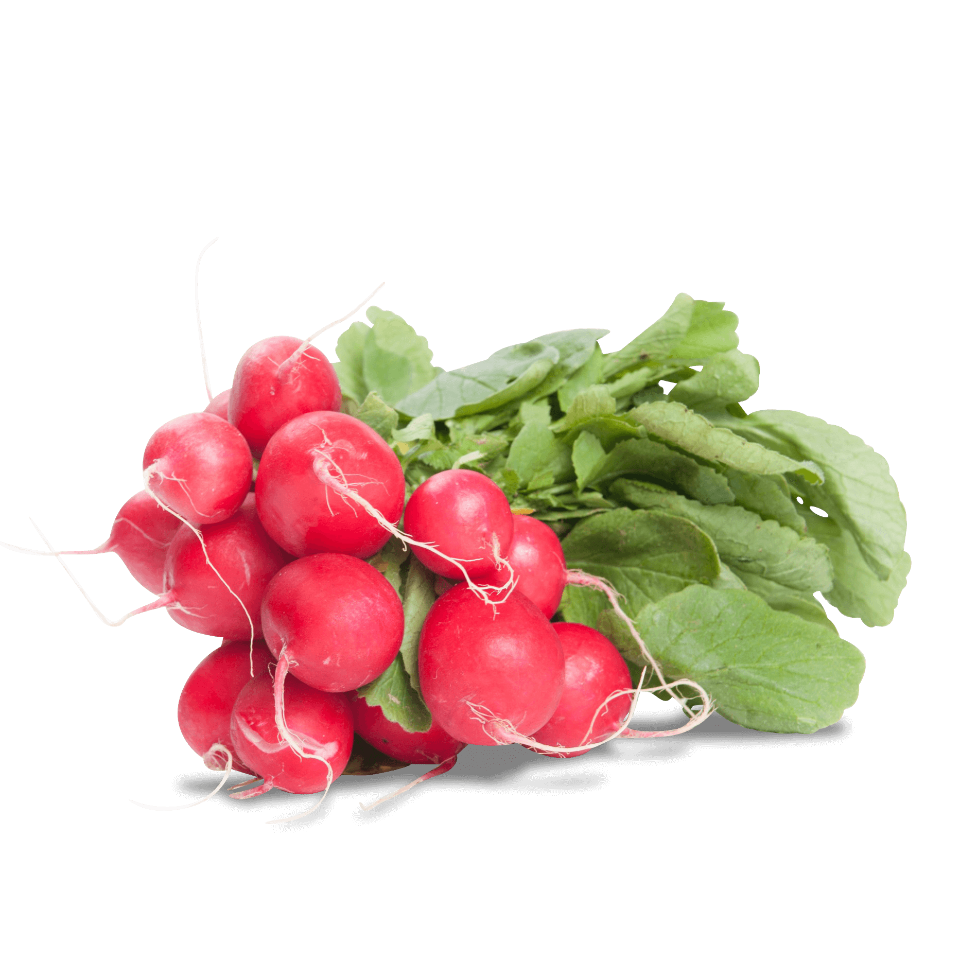 Radieschen