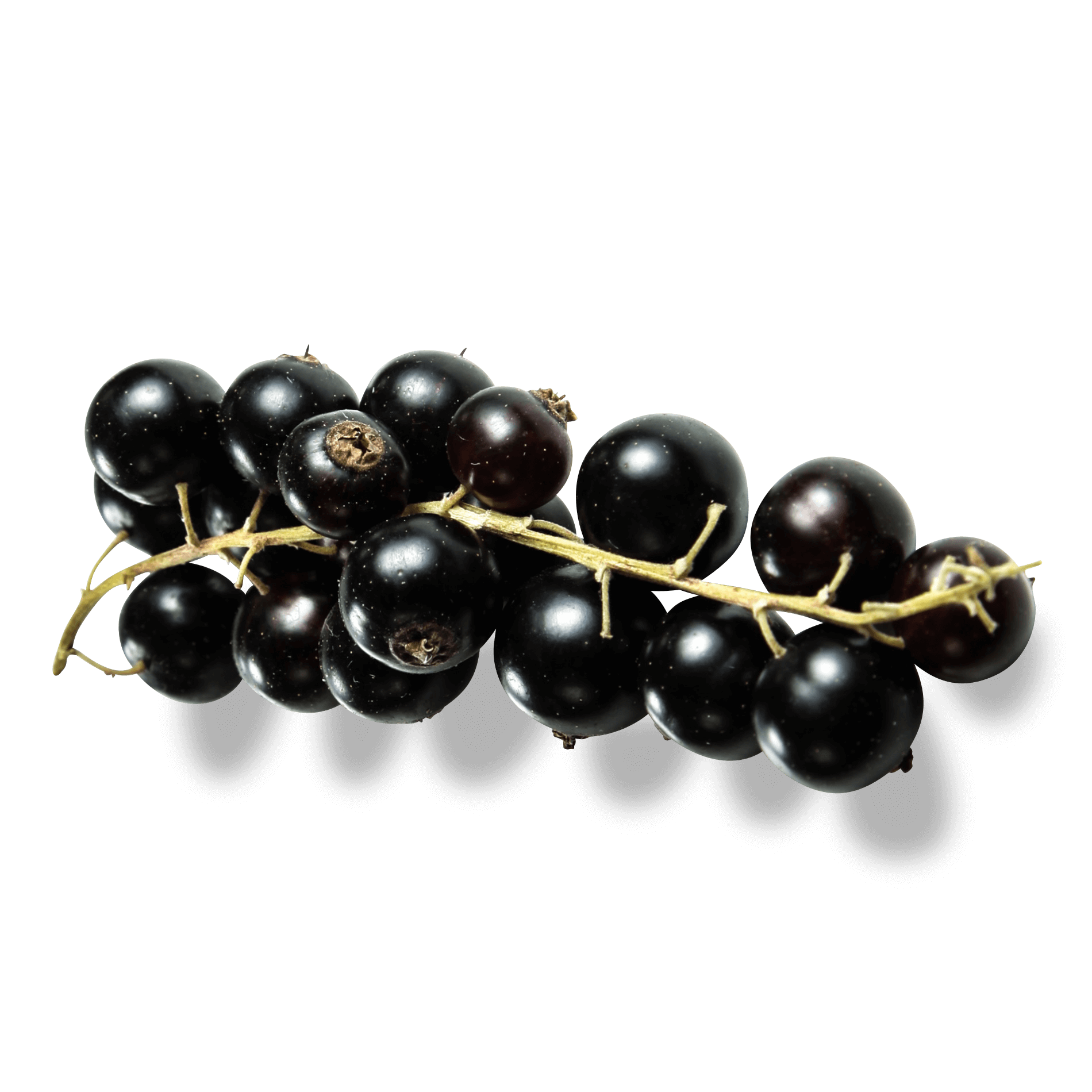 Johannisbeeren 'schwarz'