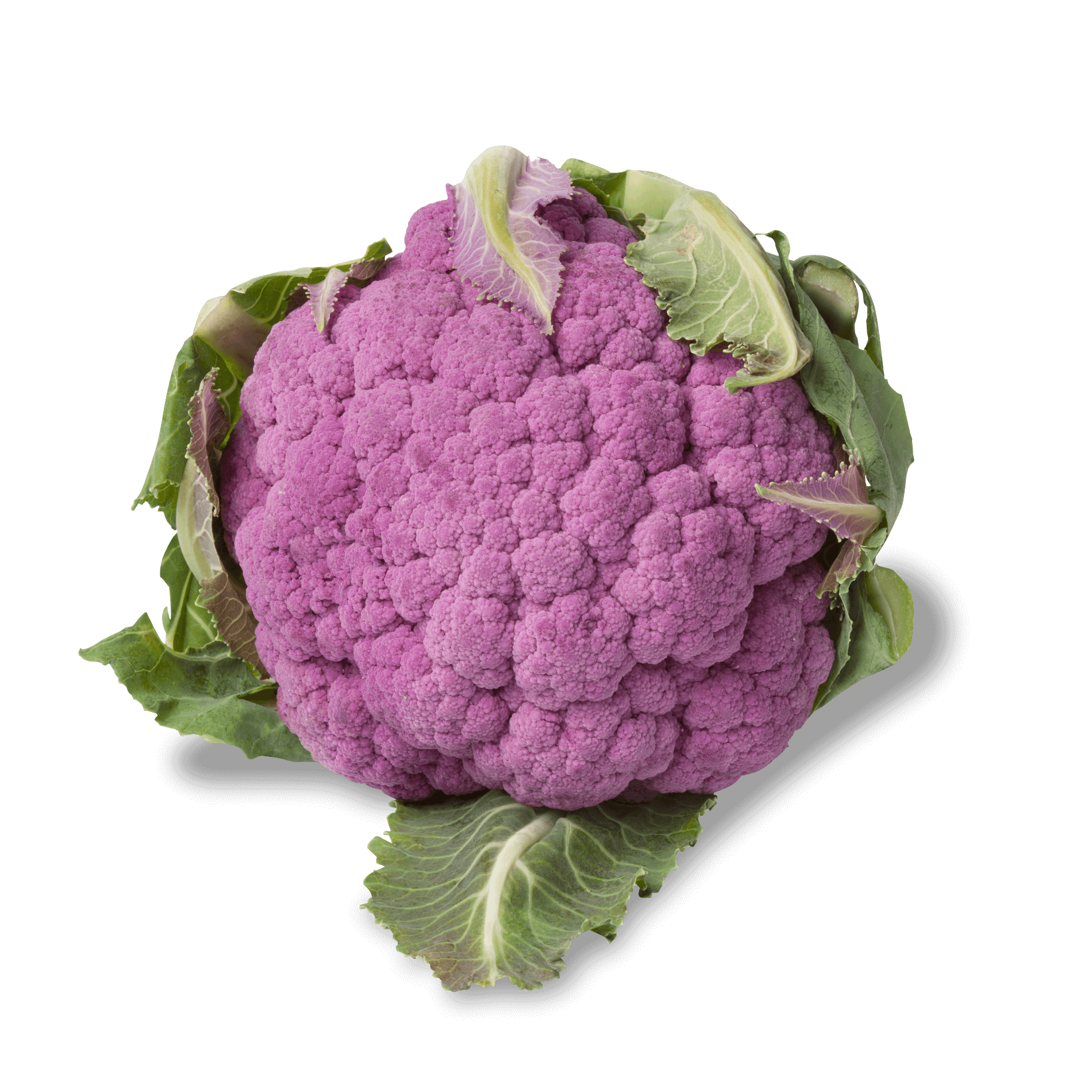 Blumenkohl 'lila'