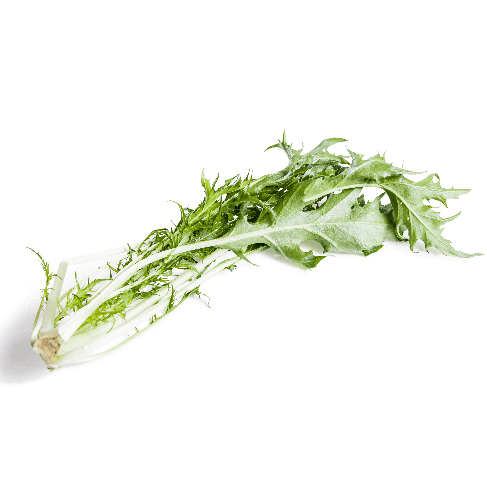 Salat 'Rübstiel'