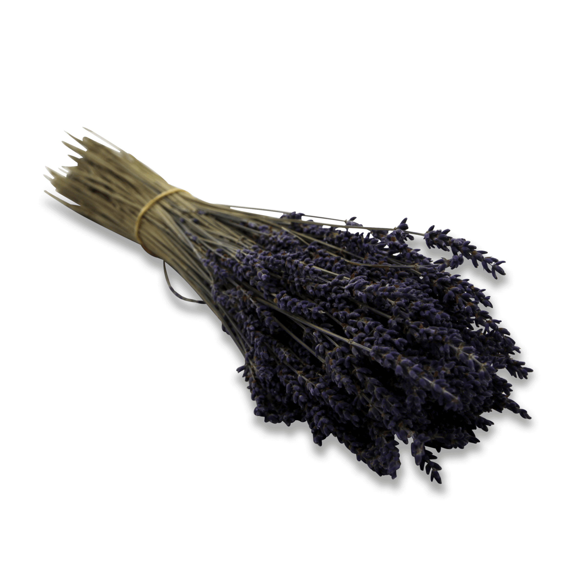 Lavendel