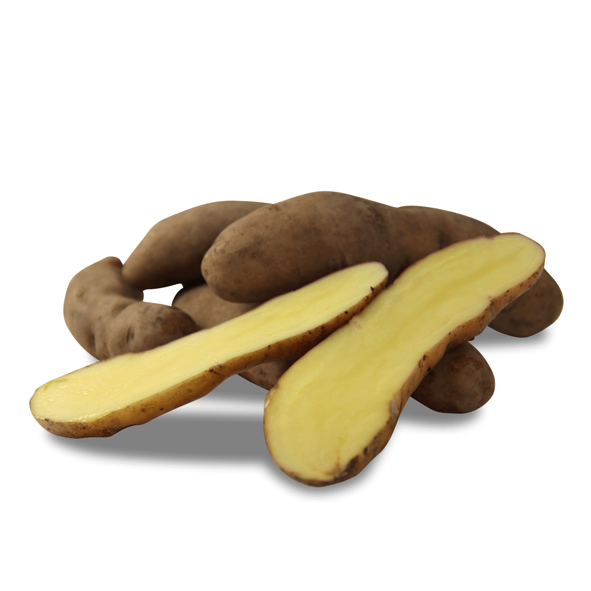 Kartoffel 'Bamberger Hörnchen' (festkochend)