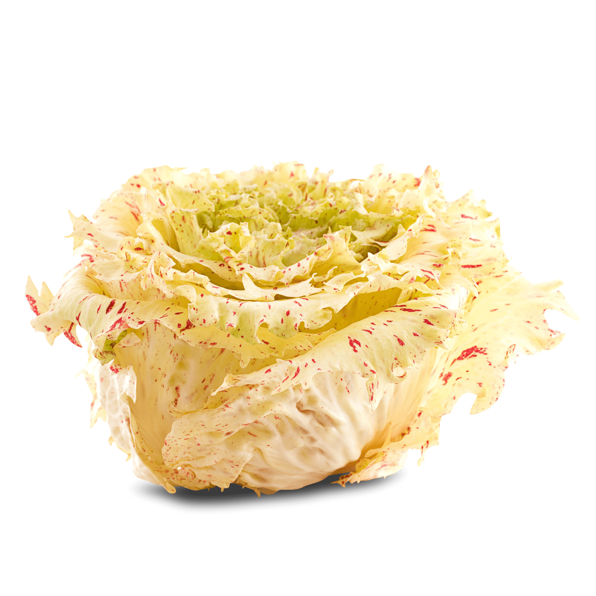 Radicchio 'Castelfranco'