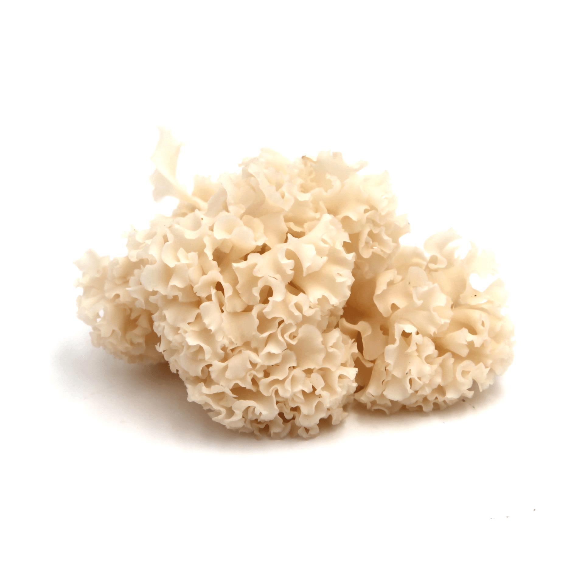 Pilze 'Krause Glucke'