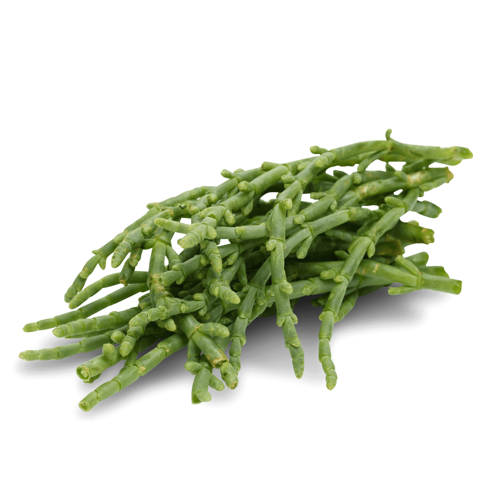 Salicornia