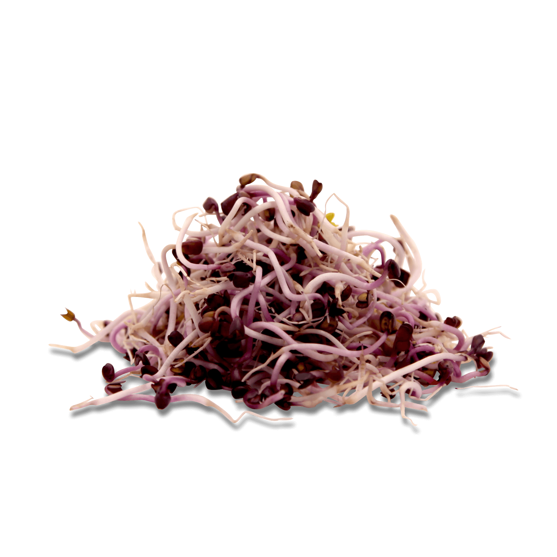 Sprossen 'Radieschen rot"