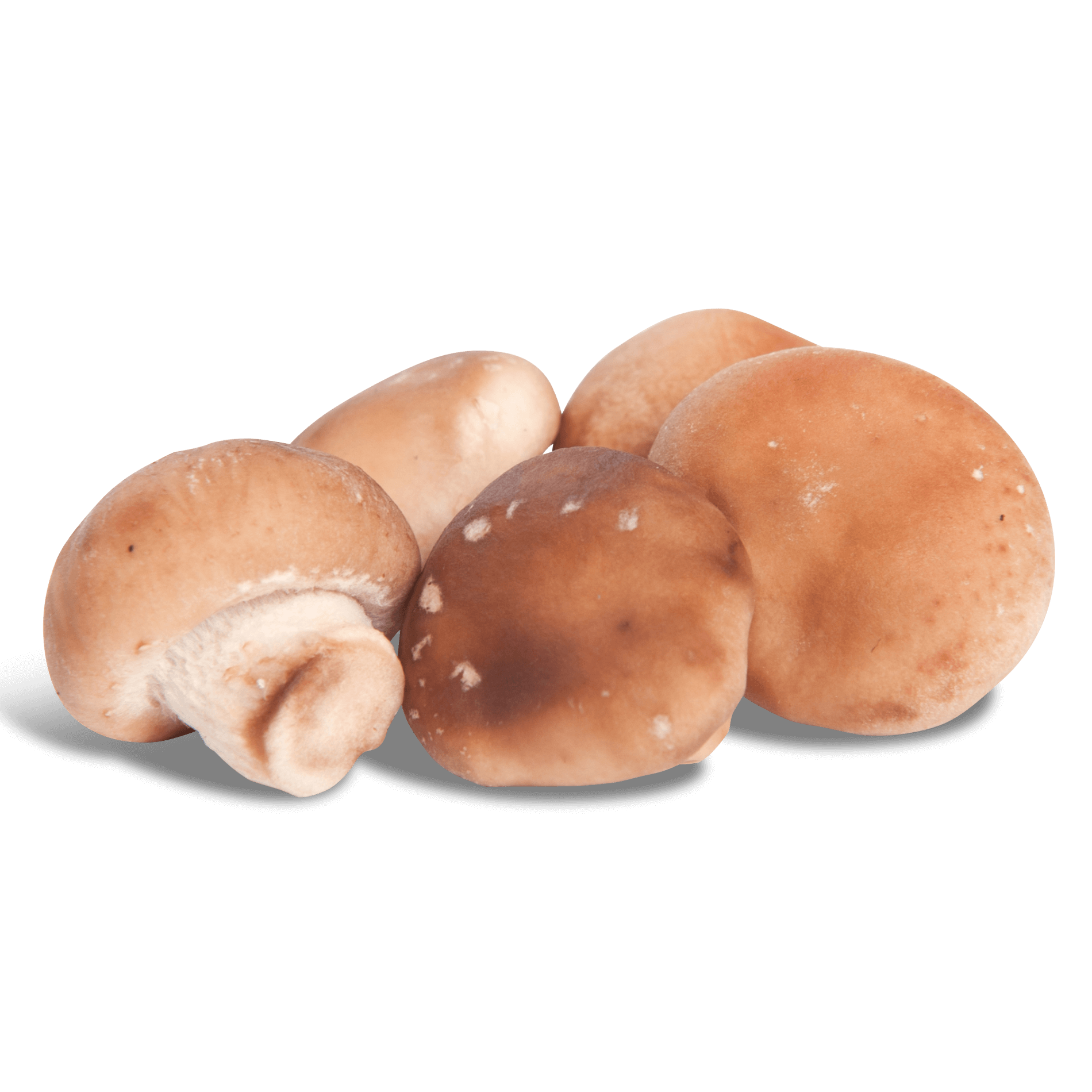 Bio Pilze 'Shiitake'