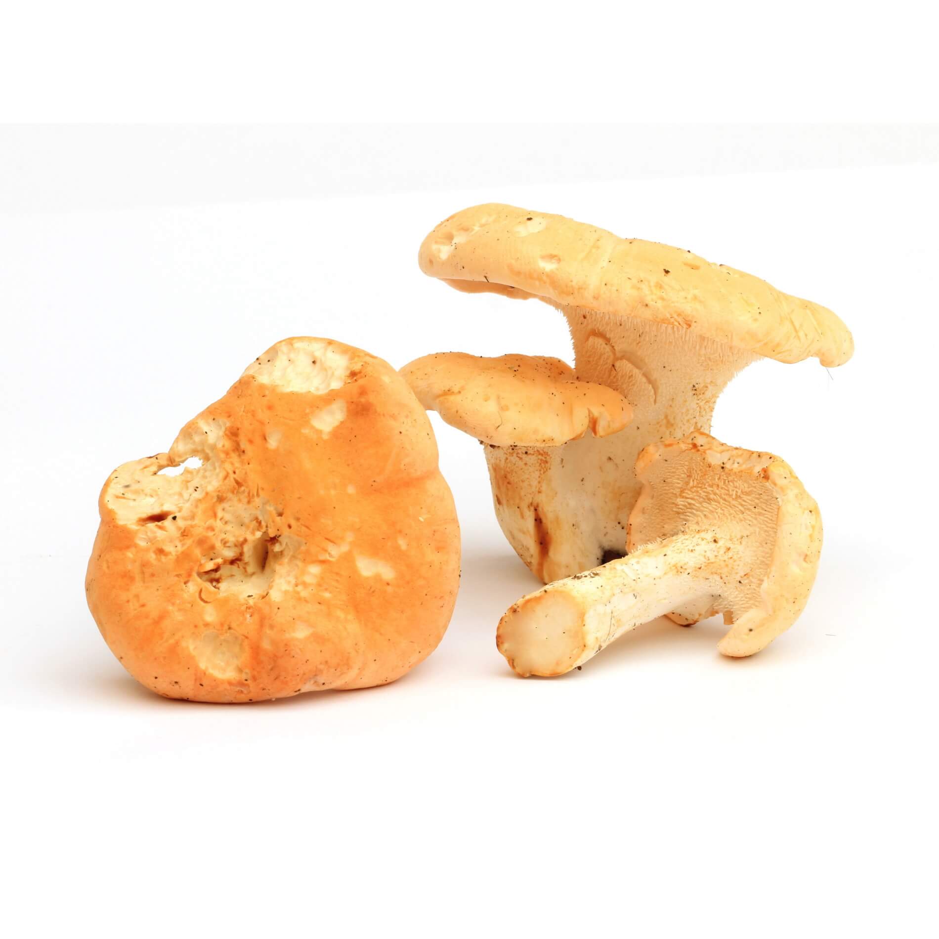 Pilze 'Semmelstoppel'