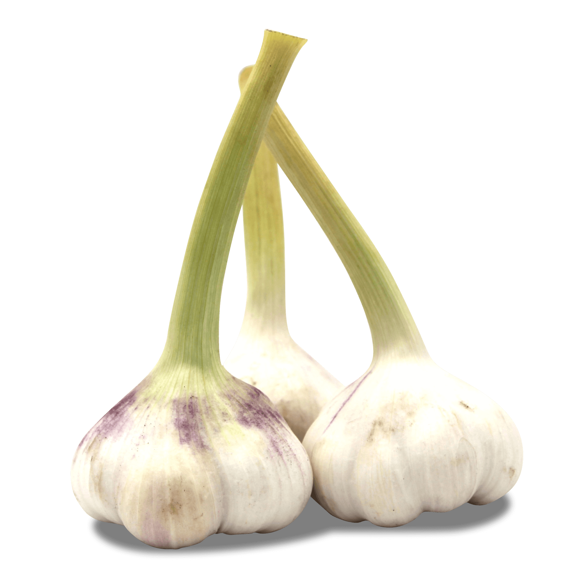 Knoblauch 'Frisch'