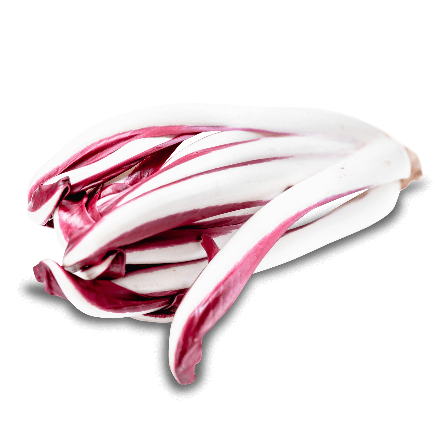 Radicchio 'Tardivo di Treviso'